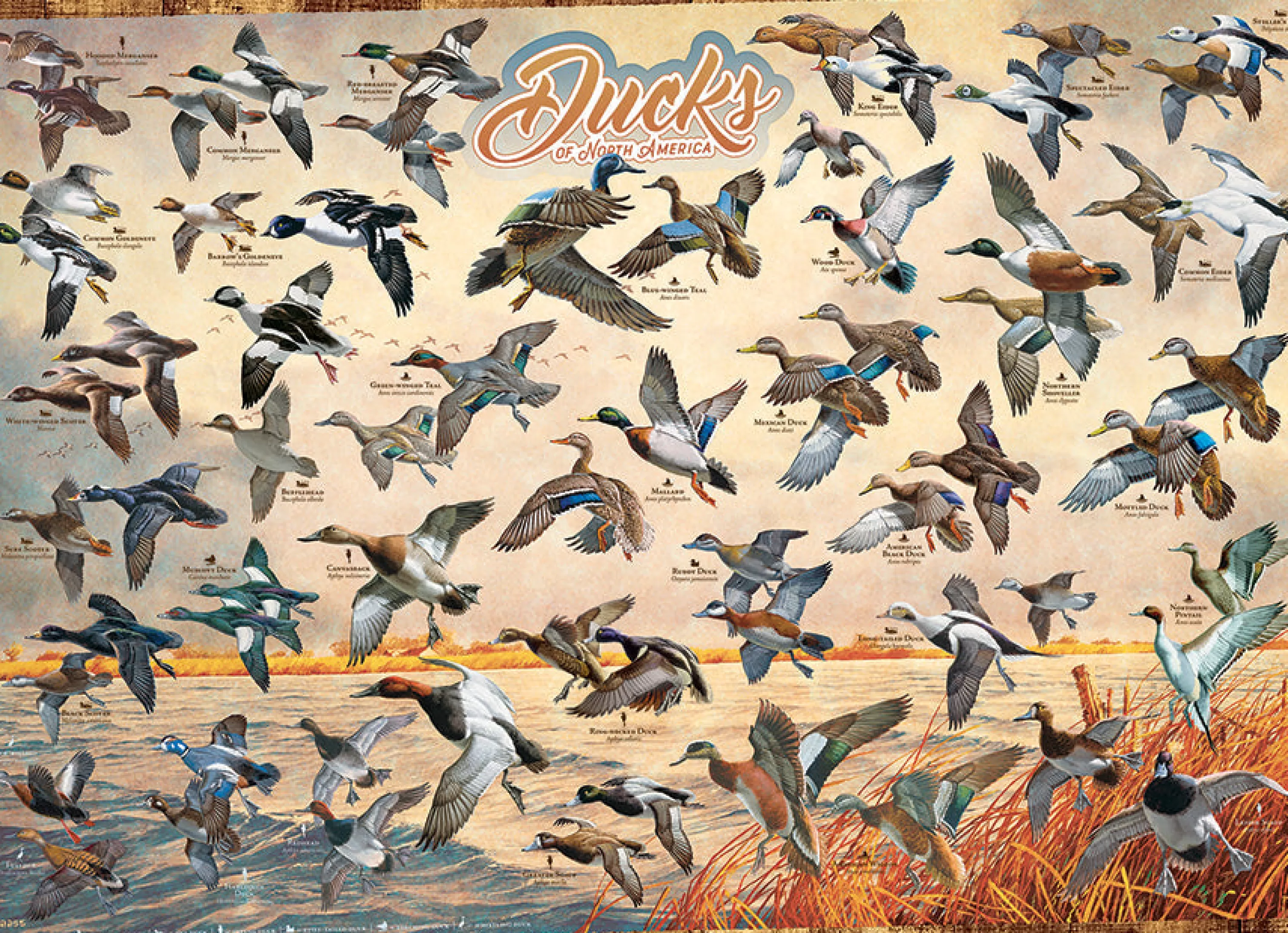 Wildlife^Cobble Hill Puzzles Ducks Of North America | 1000 Piece