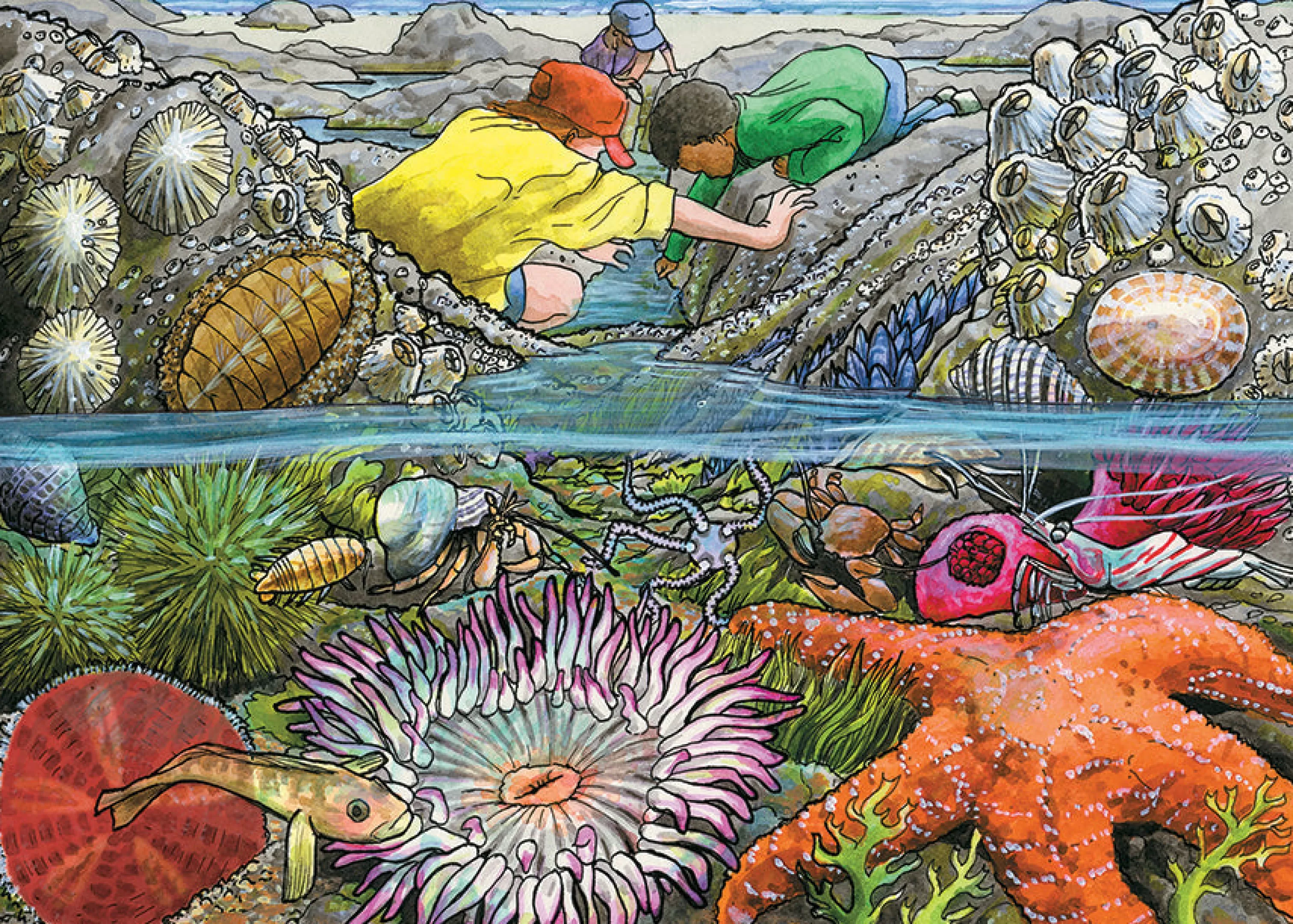 Waterscape^Cobble Hill Puzzles Exploring The Seashore (Tray) | 35 Piece Tray