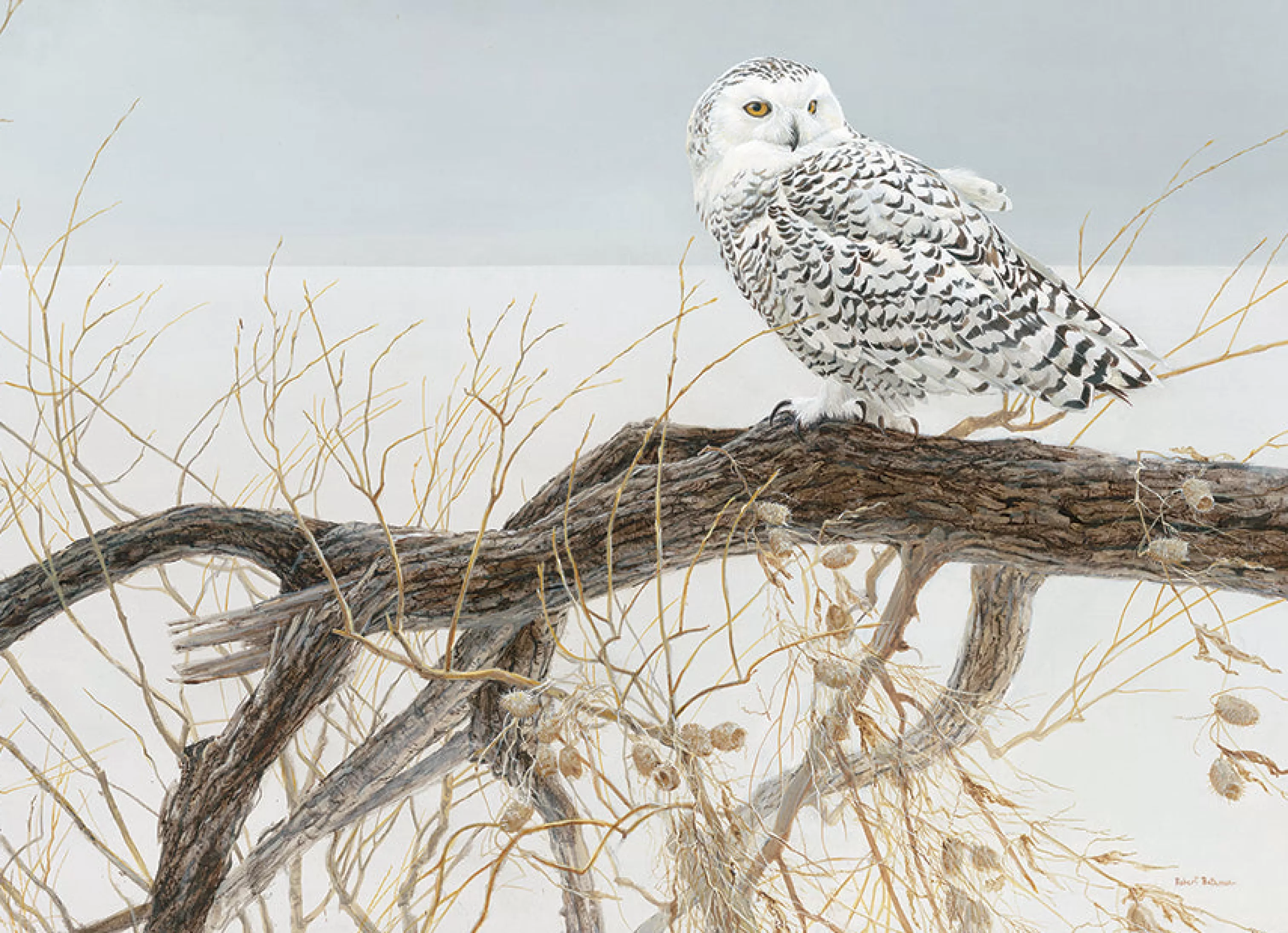 Wildlife^Cobble Hill Puzzles Fallen Willow - Snowy Owl | 500 Piece