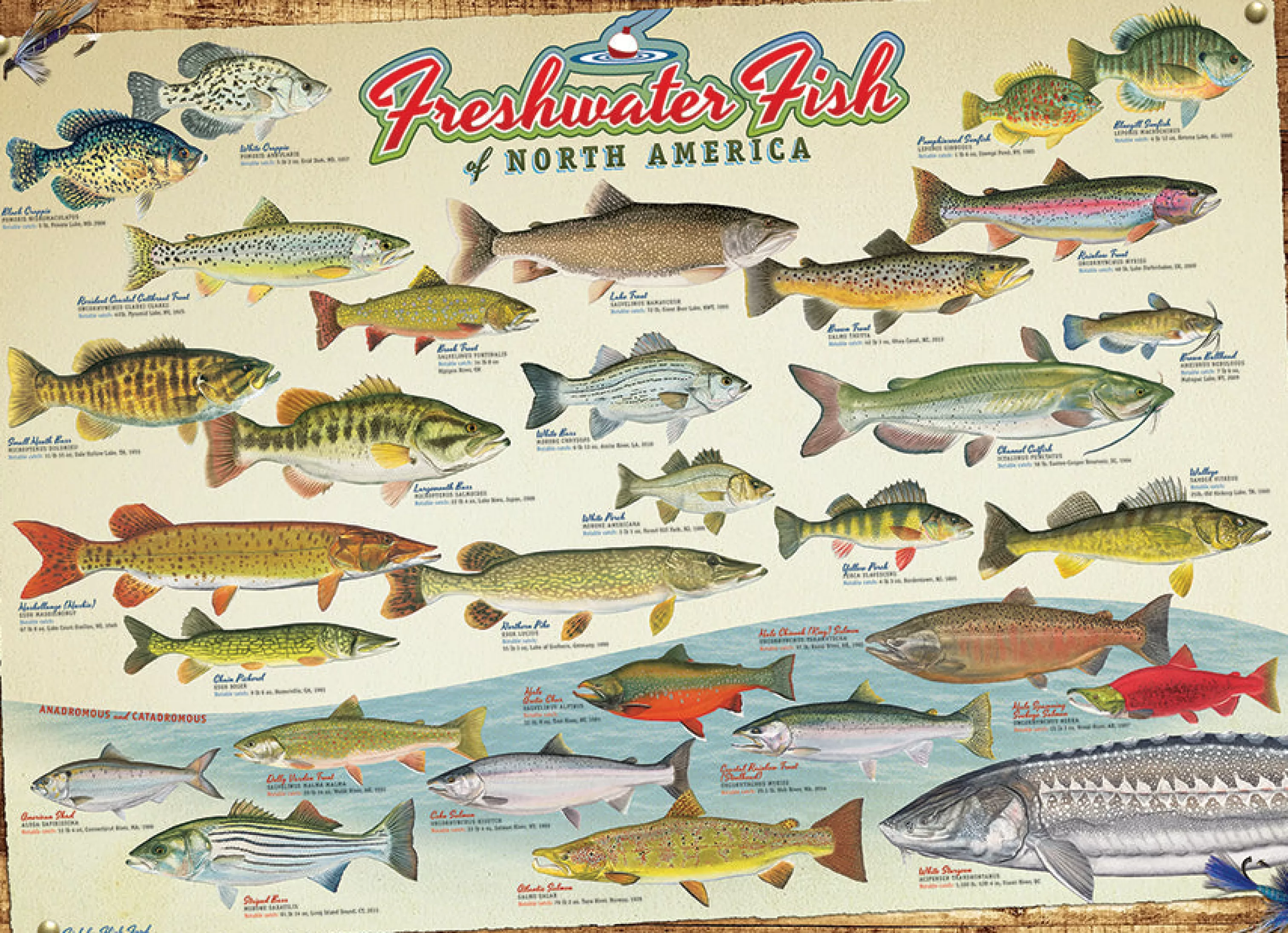 Sports^Cobble Hill Puzzles Freshwater Fish Of North America | 1000 Piece