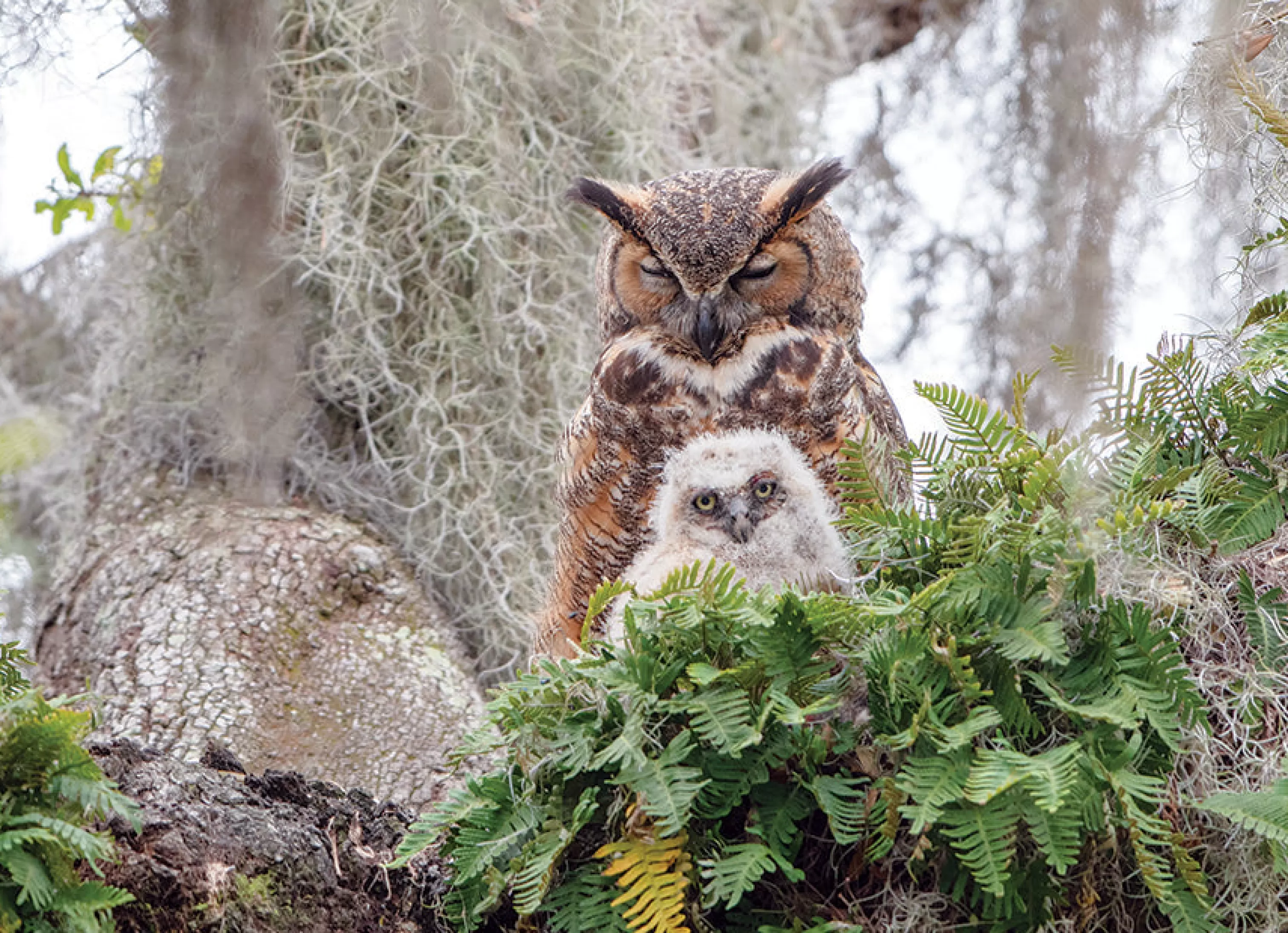 Mountainscape^Cobble Hill Puzzles Great Horned Owl | 1000 Piece