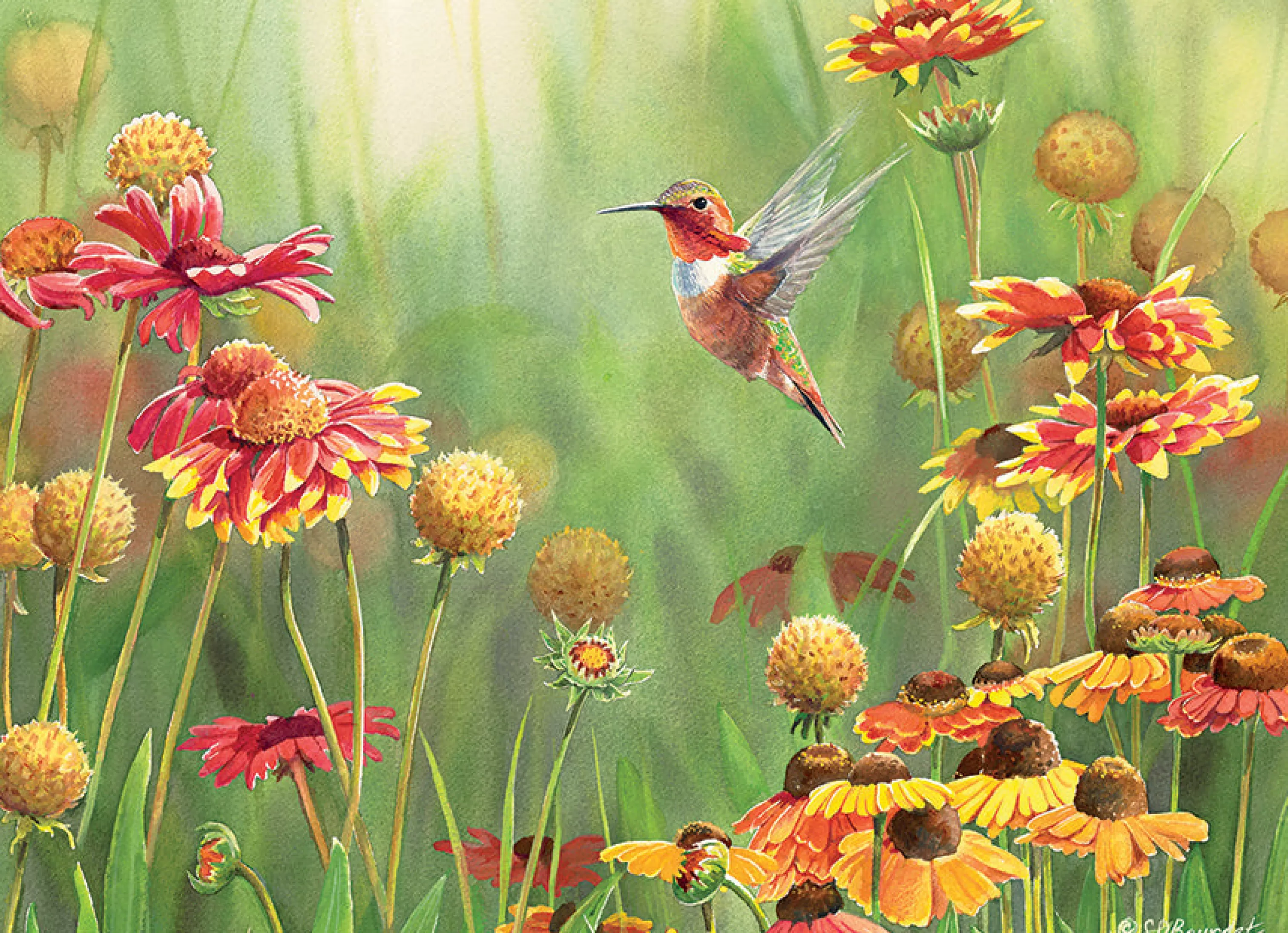 Flowers | Gardens^Cobble Hill Puzzles Rufous Hummingbird | 500 Piece