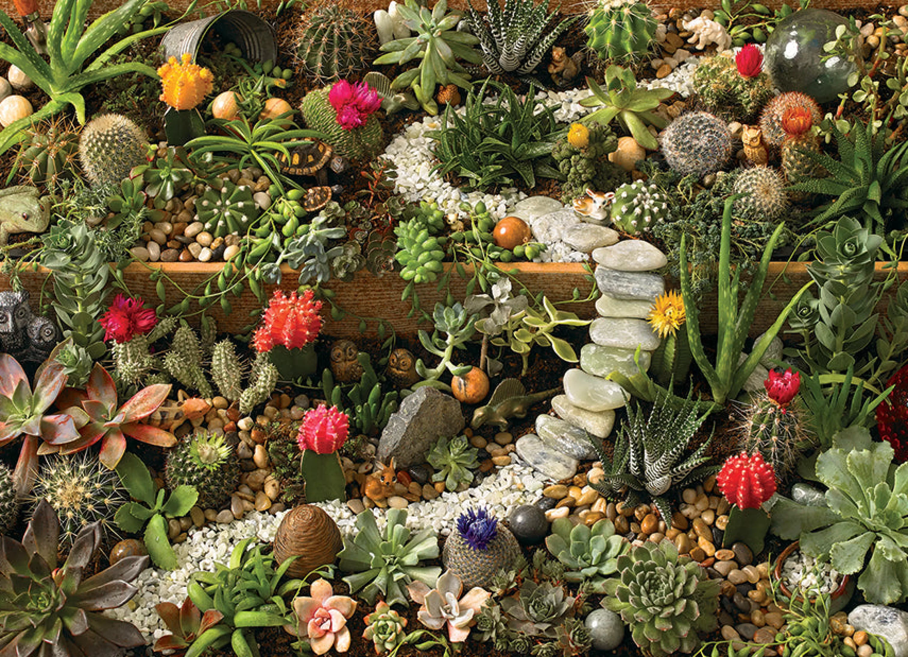 Flowers | Gardens^Cobble Hill Puzzles Succulent Garden | 1000 Piece