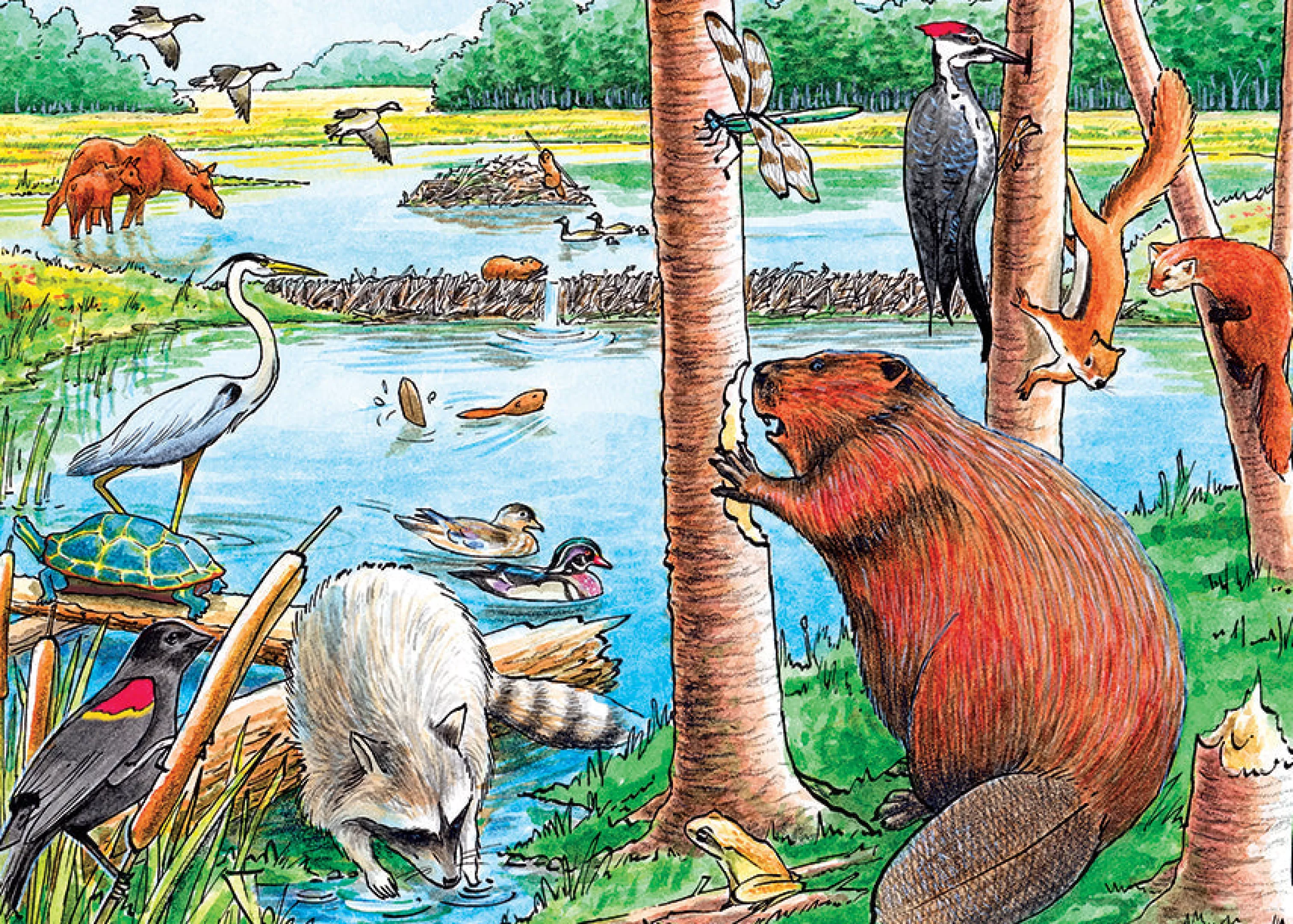 Birds^Cobble Hill Puzzles The Beaver Pond (Tray) | 35 Piece Tray